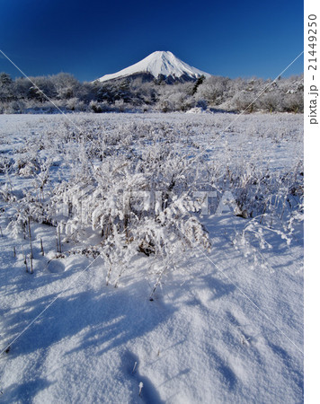 山中湖花の都公園雪の朝の写真素材