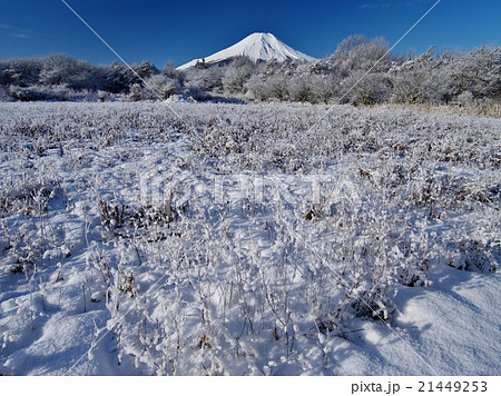 山中湖花の都公園雪の朝 山中湖花の都公園雪の朝 21449253