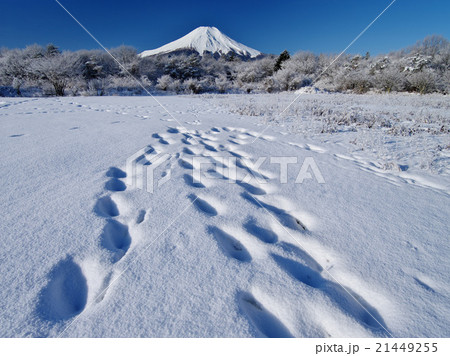 山中湖花の都公園雪の朝の写真素材