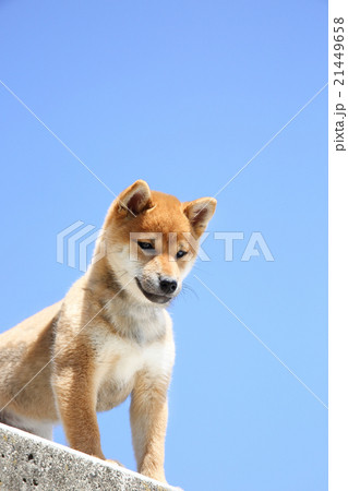 柴犬 柴犬 21449658