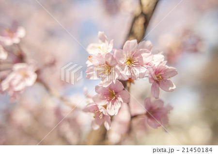 桜の花 #4 21450184