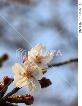朝日を浴びて幻想的に浮かび上がり生き生きとしているピンク色の花(桜:ソメイヨシノ) 21450261