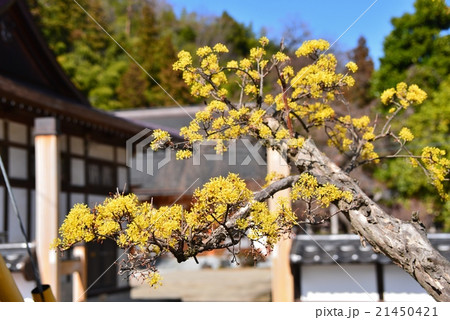 山茱萸 21450421