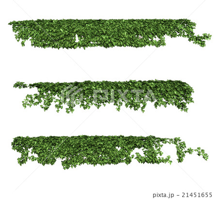 ツタ　3パターン 21451655