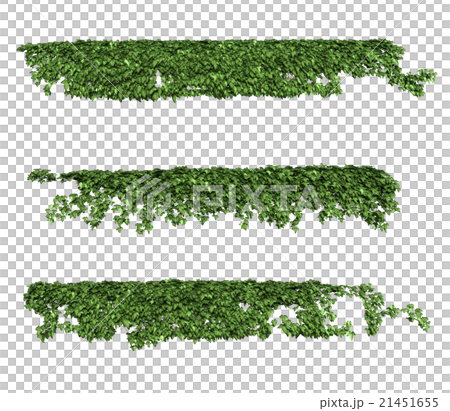 ツタ　3パターン 21451655