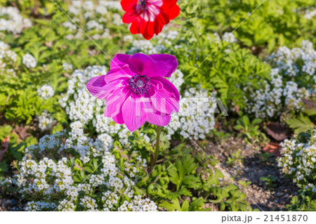 Beautiful purple anemone flower. 21451870