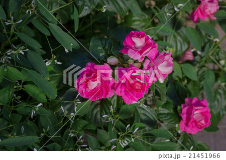 Beautiful impatiens flowers. Beautiful impatiens flowers. 21451966