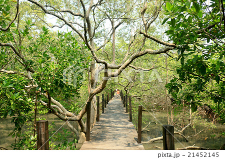 Footpath inside the mangrove forest Footpath inside the mangrove forest 21452145