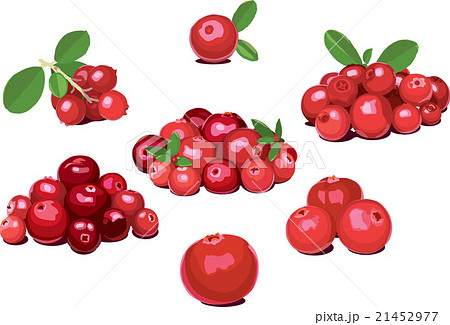 Lingonberry Foxberry Cowberry Cranberry のイラスト素材