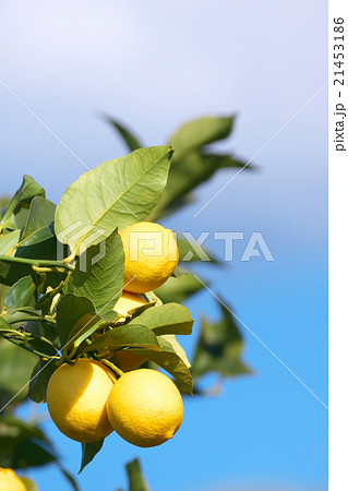 瀬戸内レモン （国産レモン栽培、葉、レモン、キズ修正）-広島県尾道市瀬戸田 21453186