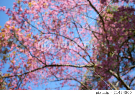 blur pink cerasoides 21454860