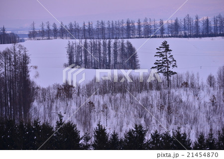 北海道富良野の冬景色 北海道富良野の冬景色 21454870