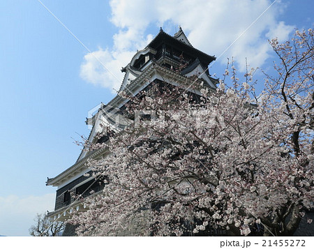 桜がメインの熊本城 桜がメインの熊本城 21455272