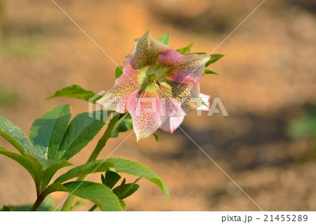 クリスマスローズ 21455289