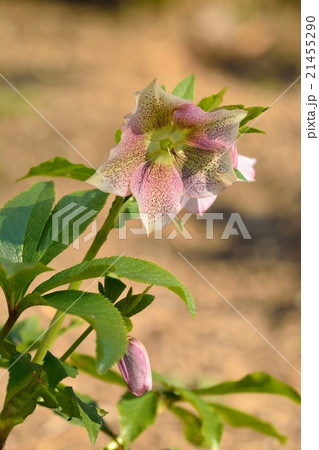 クリスマスローズ 21455290