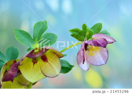 クリスマスローズ 21455296