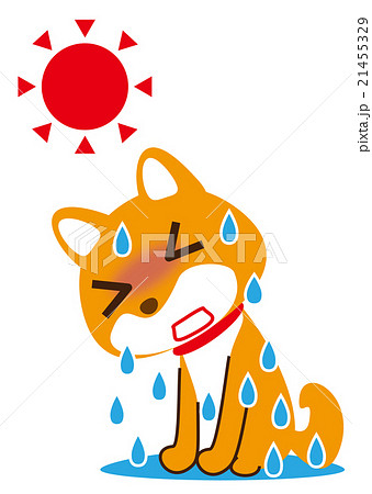 大汗　柴犬 21455329