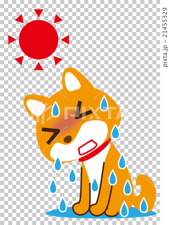 大汗　柴犬 21455329