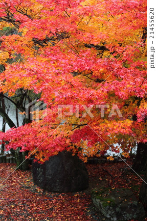 瑞泉寺の紅葉 21455620