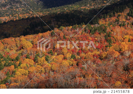 10月 紅葉の錦平 裏磐梯の秋 の写真素材