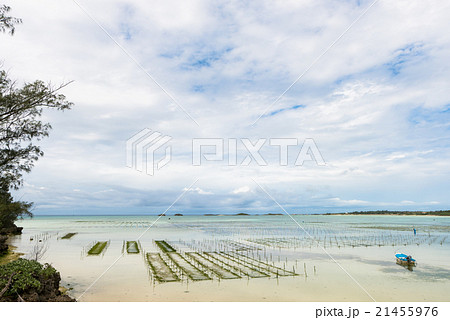 宮古島／アーサ／養殖 21455976