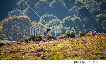 Red Deer Jumping 21456396