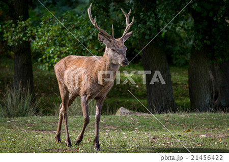 Red Deer Stag Red Deer Stag 21456422