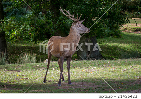Red Deer Stag Red Deer Stag 21456423