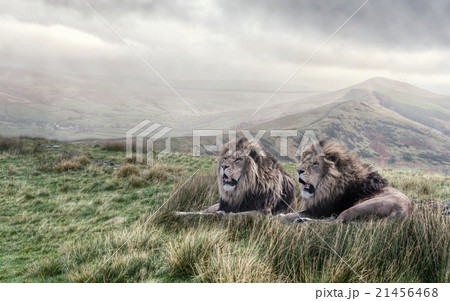 Pair Male Lion 21456468