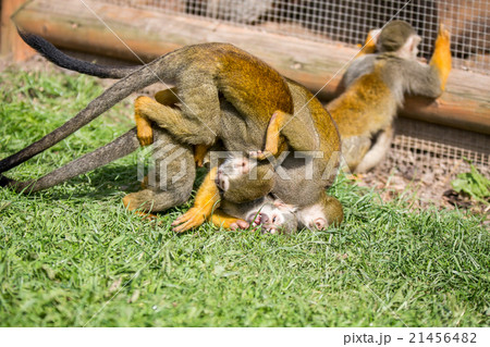 Squirrel Monkey Squirrel Monkey 21456482