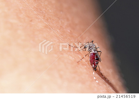 Aedes mosquito Aedes mosquito 21456519