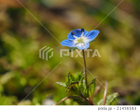 オオイヌノフグリ 21456563