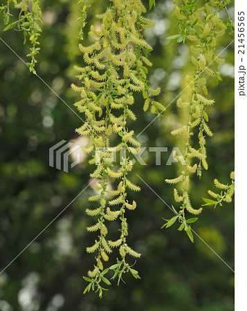 シダレヤナギ 21456565