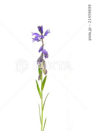 Common milkwort (Polygala vulgaris) Common milkwort (Polygala vulgaris) 21456699