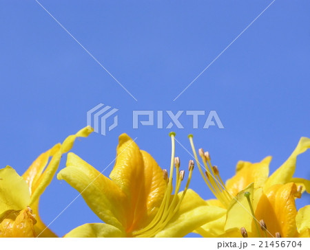 Rododendron flowers and blue sky 21456704