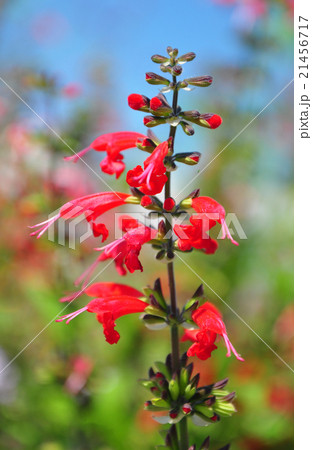 Scarlet sage (Salvia coccinea) Scarlet sage (Salvia coccinea) 21456717