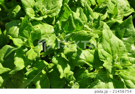 New Zealand spinach (Tetragonia tetragonioides) 21456754