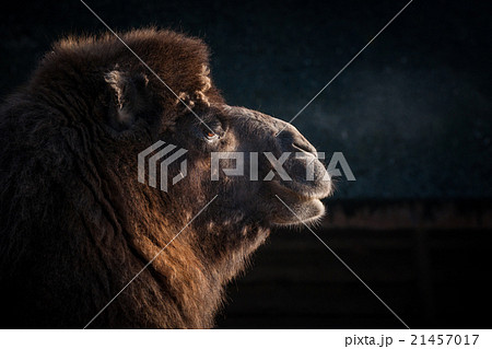 Close-up of a camels head Close-up of a camels head 21457017