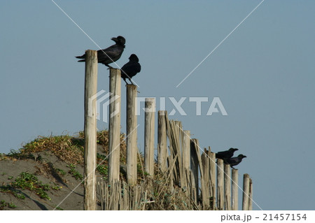 カラス 21457154