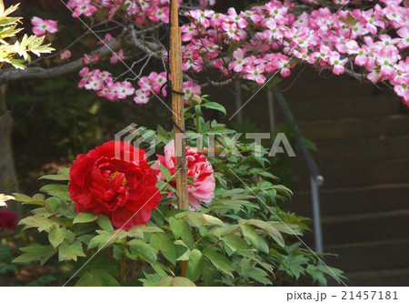 牡丹とハナミズキ 牡丹とハナミズキ 21457181