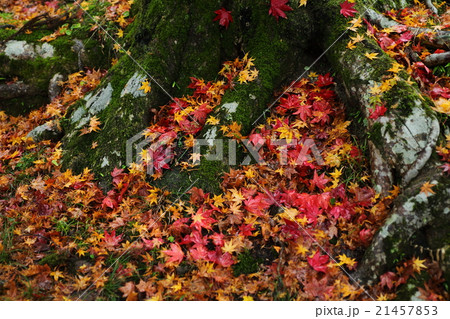 龍穏寺の落ち葉 21457853