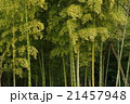東京の竹林 21457948