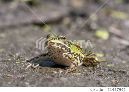 Common water frog, Pelophylax esculentus 21457995