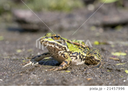 Common water frog, Pelophylax esculentus 21457996