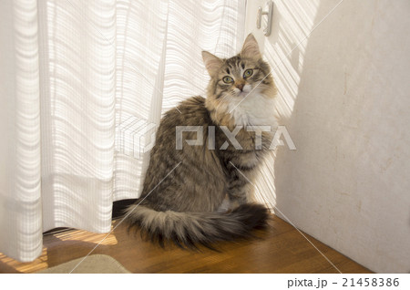 窓辺でポーズ（ノルウェージャン・フォレストキャット） 21458386