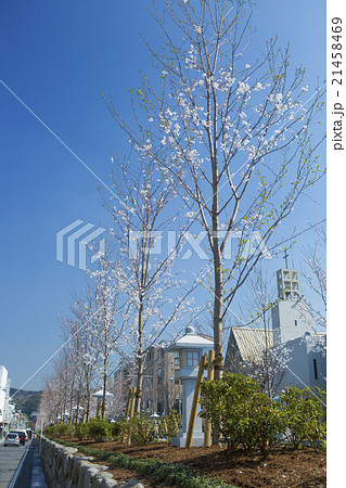 開通前の段葛 21458469