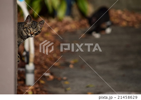 猫 猫 21458629