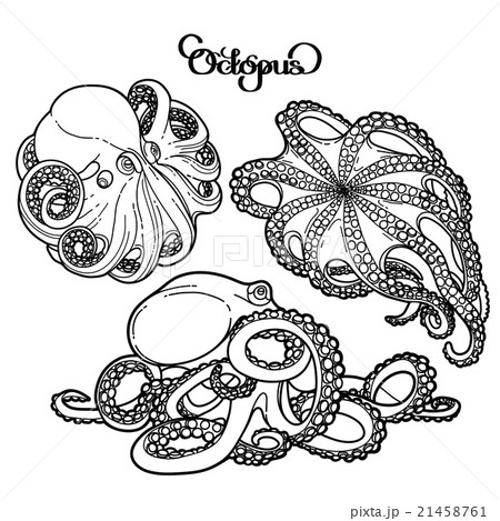 Graphic octopus collection 21458761