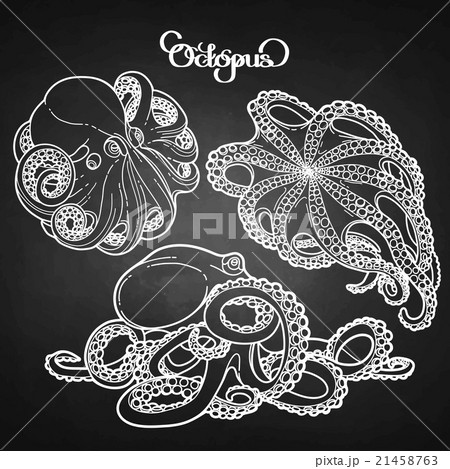 Graphic octopus collection 21458763