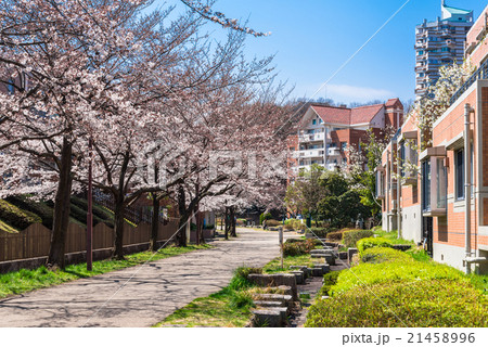 住宅街の桜並木 21458996